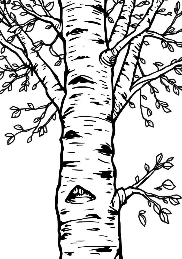 Desenho de Árvore de Bétula para colorir