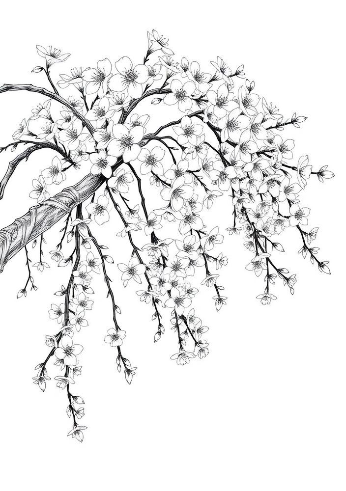 Desenho de Árvore de Cerejeira para Colorir