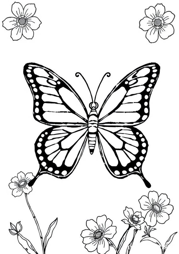 Desenho de Borboleta Delicada para colorir