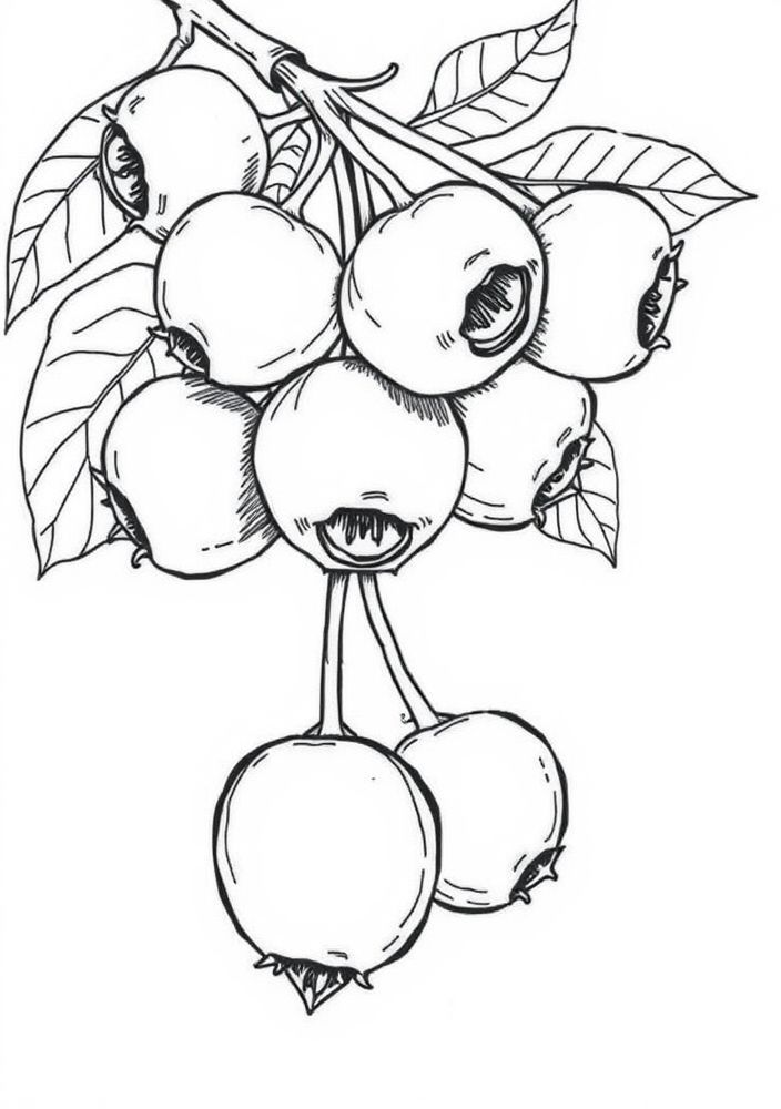 Desenho de Cranberry para colorir