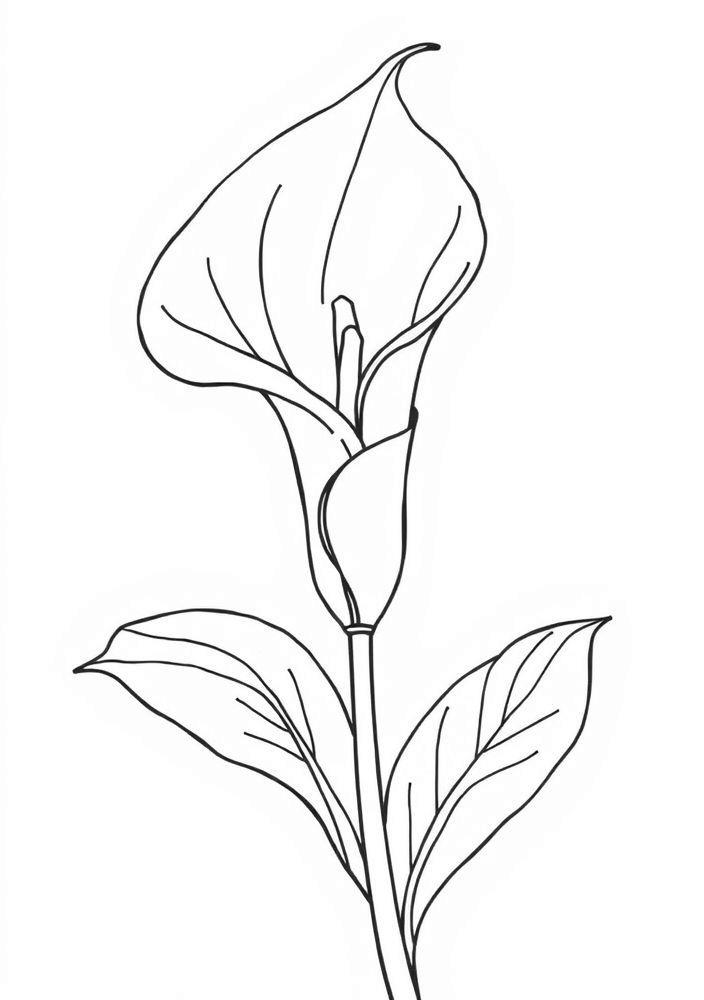 Desenho de Flor de Copo de Leite para Colorir