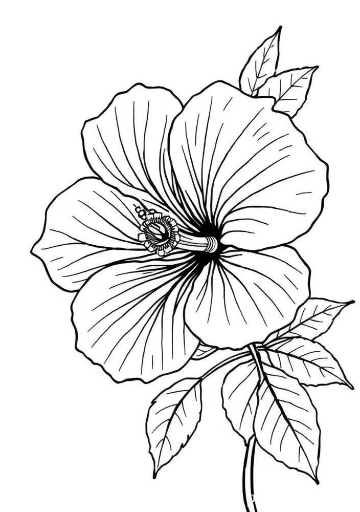 Desenho de Flor de Hibisco para colorir