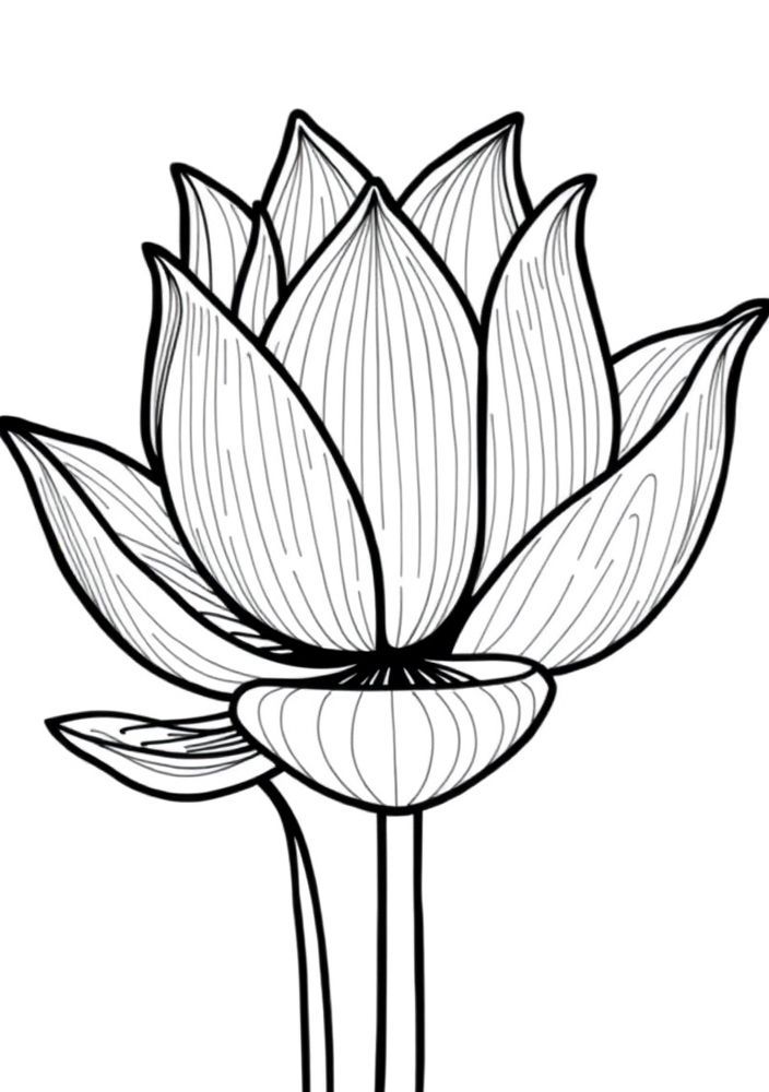 Desenho de Flor de Lótus para colorir